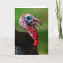 Recherche de faune action vœux cartes Action de grâce