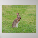 Search for cute rabbits posters Brown