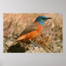 Search for thrushes posters Animal