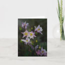 Recherche de fleur colombine Photographie