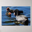 Recherche de eurasien posters Oiseau
