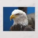 Search for eagle american flag postcards Bald