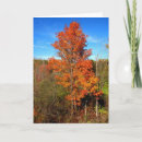 Search for tree trunks cards Photography