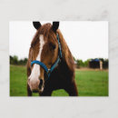 Search for blazing postcards Equine