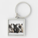 Search for three animals keychains Babies