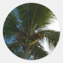 Search for coconut palm tree stickers Nature