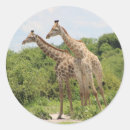 Search for nature animal stickers Safari