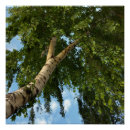 Recherche de de bouleau posters Blanc