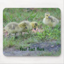 Search for goslings mousepads Cute