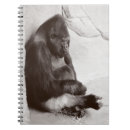 Recherche de gorille photographie Faune