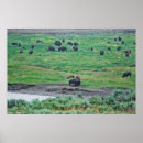 Search for bison posters Outdoors