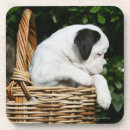 Search for boxer puppy coasters Puppies