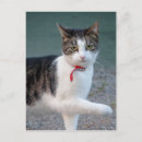 Recherche de maman dit cartes postales Friend