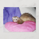 Recherche de le furet cartes postales Mignon
