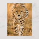 Search for acinonyx jubatus postcards Colour image