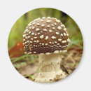 Recherche de panthère magnets Champignon
