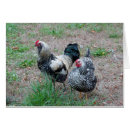 Recherche de coq noir cartes postales Rouge