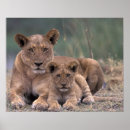 Recherche de le botswana posters Animal