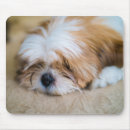 Recherche de tzu shih tapis souris Chiot