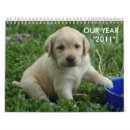 Recherche de lab” office supplies Chiots