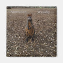 Recherche de marsupiaux magnets Wallaby