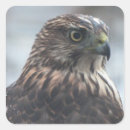 Search for cooperation stickers Bird
