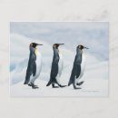 Search for files postcards Nature