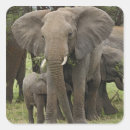 Search for african elephant stickers Adam jones