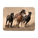 Search for galloping magnets Animals
