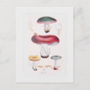 Recherche de botanique vintage cartes postales Champignons