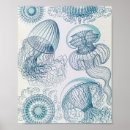 Search for zoology posters Natural history