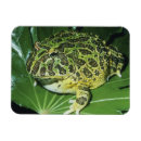 Recherche de fleur drôle magnets Sauvage