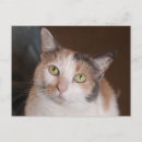 Recherche de de minou cartes postales Orange