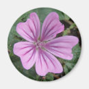 Recherche de beau pourpre magnets Floral
