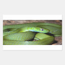 Search for snakes rectangle stickers Reptile