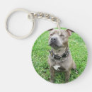 Search for staffy keychains Dog