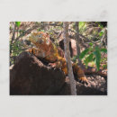 Search for galapagos islands postcards Iguana