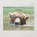 Search for alaska postcards Bear