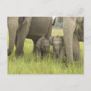 Search for corbett postcards Asian elephant