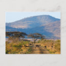 Search for impala postcards Aepyceros melampus