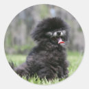 Recherche de spitz autocollants Noir