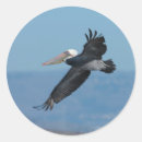 Recherche de mouche autocollants Ciel