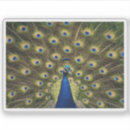 Search for colorful feather stickers Nature