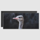 Search for ostrich invitations Animal