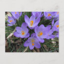 Recherche de crocus cartes postales Plante