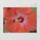 Search for papa noel postcards For her