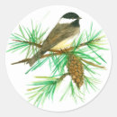 Search for white cap stickers Black capped chickadee