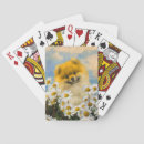 Recherche de spitz jeux de cartes Pomeranian