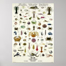 Search for vintage seafood posters Fish