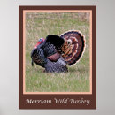 Search for wild turkeys posters Birds